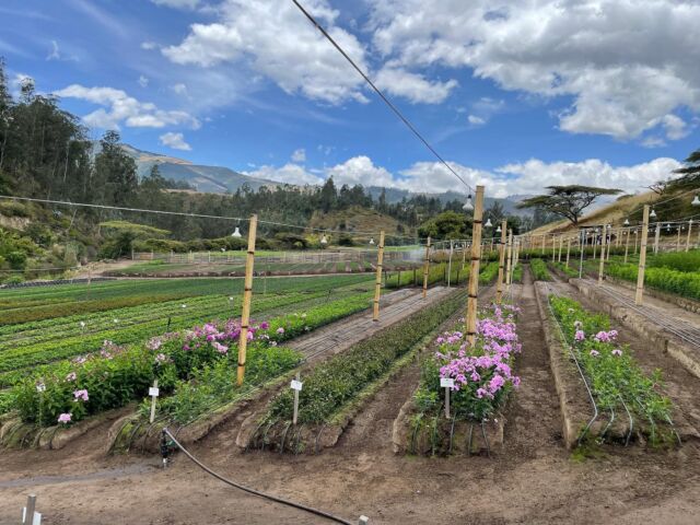 Odie Farms Ecuador